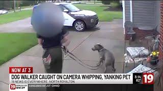 CAUGHT ON CAMERA: Smokey the pit bull whipped, yanked by dog walker, woman says