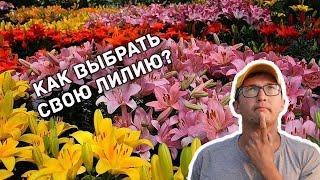 Лилии: виды и сорта. Как выбрать свою лилию?