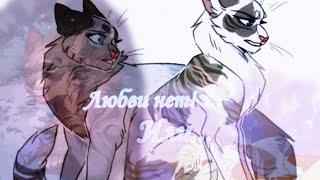 Клип Коты Воители|Cat Warrios Ivypool and Dovewing| Искра и Голубка "Любви нет!"√Black Cat𓃠√