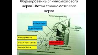 Формирование спинномозгового нерва и шейное сплетение