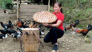 Harvesting Chicken Eggs To Sell Highland Market - Cooking, Farm Life