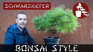 Erstgestaltung der Kiefer | Pinus nigra 'Pierrick Bregeon' | #039 Bonsai Style