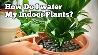 My Best Way to Water Indoor Plants (Houseplants Watering Routine)