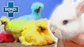 Easter Animal Egg-stravaganza!  | Bondi Vet Compilation | Bondi Vet