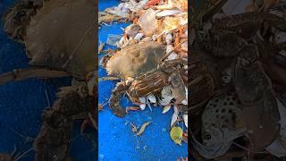 लाखो करोडो अंडी सोडाला आली खरपी चिंबोरी #shorts #viral #shortsvideo Big Crab 