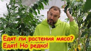 МЯСО ДЛЯ РАСТЕНИЙ: АМИНОКИСЛОТЫ и ПРОТЕИНЫ как удобрение. Как правильно накормить растения азотом.