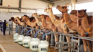 Automatic Camel Milking Technology - Modern Camel Farming -  Amazing Camel Milk Product