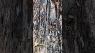 #Ridgelife #BigWood Contest #Short