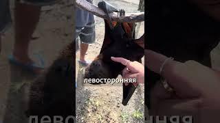 Почему летучие мыши всегда поворачивают налево? ↩️ #интересно #животные #биология