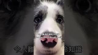 令人難過的邊牧冷知識 #shorts