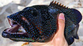 Fishing For Hawaii's Invasive Grouper, Roi