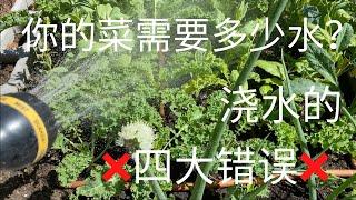 【种菜】浇水的四大错误｜你的菜究竟需要多少水？｜帮助浇水的神器 ｜ Watering Your Vegetable Garden The Right Way