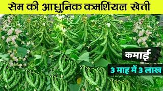 Sem ki kheti | सेम की उन्नत खेती | Sem ki kheti kaise karen | Beans farming in India |सेम फल्ली खेती