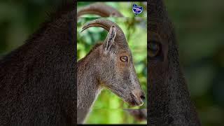 வரையாடுகள் பற்றி உங்களுக்கு தெரியுமா..? | News Cafe Tamil