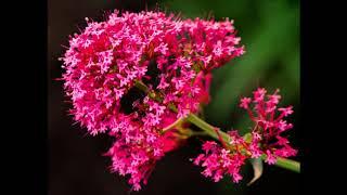 Valerian for Calming and Sleep Aid