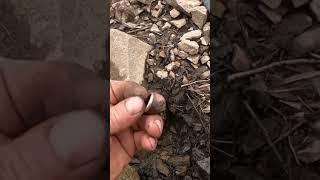 сезон по добыче золота начался