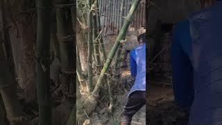 Bamboo Cutting Skills