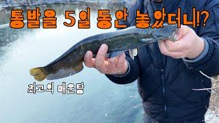 통발 던져놓고 포기 했는데 잡혀버린 맛있는 메기! 바로 매운탕 가즈아!