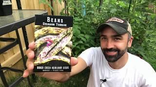 Variety Spotlight: Dragon Tongue Beans