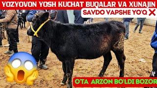 Yozyovon mol bozori Yosh kuchat buqalar va xunajin yangi narxlari bn tanishing!