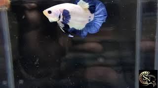 Blue rim good breeding size pair