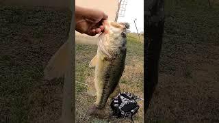 Bass Fishing is Amazing 