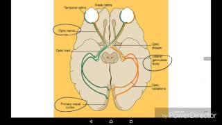 Visual, acoustic, vestibular analyser