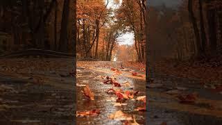 Rainy autumn