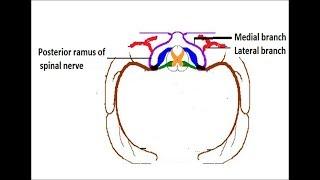 Fate of dorsal ramus of spinal nerves