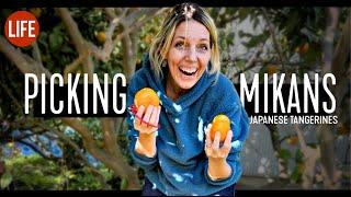 Picking Mikans (Japanese Tangerines) | Life in Japan Episode 138