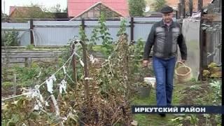 Виноград в Иркутске