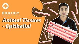 Animal Tissues - Epithelial | Biology