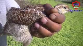 Teetar ka Shikar, Hunting of Grey Partridge // By Desi Mahool Tv