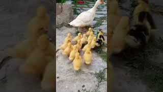 любовь добро красота #любовь #добро #красота #счастье