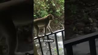 Настоящие грабители в ЮАР