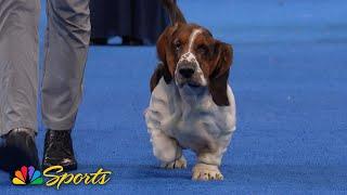 National Dog Show 2024: Hound Group (Full Judging) | NBC Sports