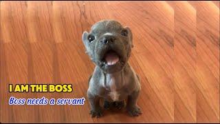 Tiny Frenchie says he's the boss. The boss has to be fed by his mom. No one, just mom - Boo Boo