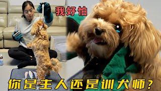 乖狗被“誤判”為咬人惡犬，打罵教育半年終於逼瘋，訓犬師怒斥主人不動腦子！