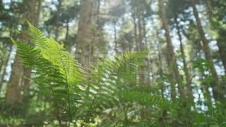 Fern In The Forest | Stock Video - Motion Array