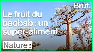 Le fruit du baobab est un super-aliment