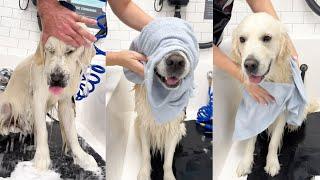 Golden Retriever Gets Calming Bath