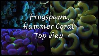 Frogspawn Coral, Hammer Coral Top view 🪸 #trending #youtubevideo #viralvideo #aquavibez #coral