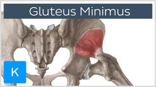 Gluteus Minimus Muscle - Origins & Function - Human Anatomy | Kenhub