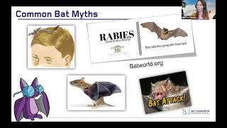 Echoes in the Dark: Exploring the World of Bats and How You Can Help!