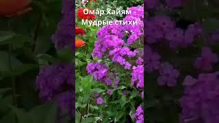 Омар Хайям - Мудрые стихи#shorts