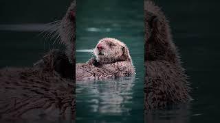wild one from the north #alaska #pnw #wildlife #wildlifephotography #otter #canon