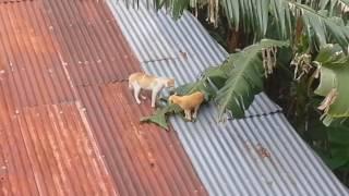 Two cats fall off of roof while fighting.