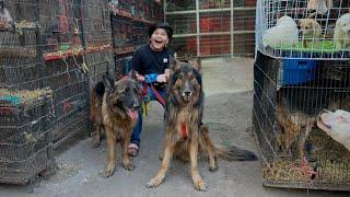 Finally Ali ko german shepherd dogs ka pair Dilwa deya  ||