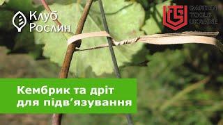 Кембрик чи дріт? Про різні види засобів для підв’язки та фіксації рослин