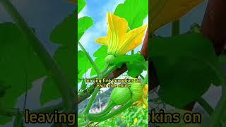#garden #gardening #gardeningtips #gardening101 #planting #vegetables #pumpkin #farming